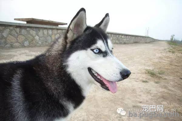 给狗狗起名字大全 狗狗洋气霸气的名字-2.jpeg