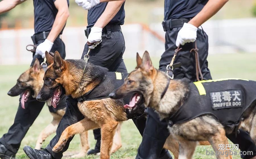 一话 | 警犬训导员老胡的故事-2.jpeg