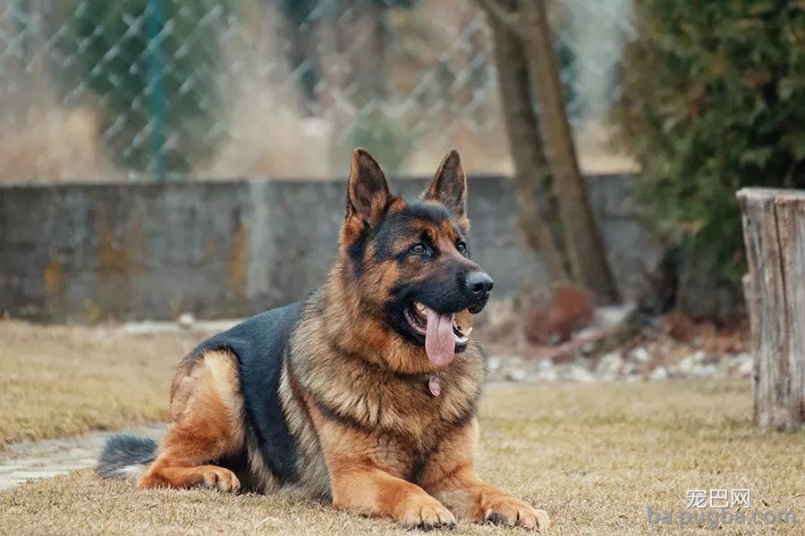 一话 | 警犬训导员老胡的故事-4.jpeg