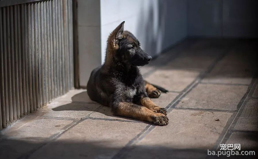一话 | 警犬训导员老胡的故事-5.jpeg