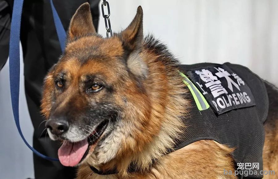 一话 | 警犬训导员老胡的故事-6.jpeg