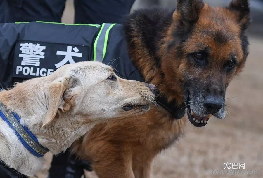 一话 | 警犬训导员老胡的故事-12.jpeg