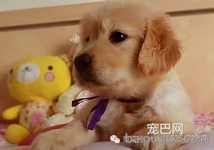 安全的给狗狗更换狗粮-2.jpeg