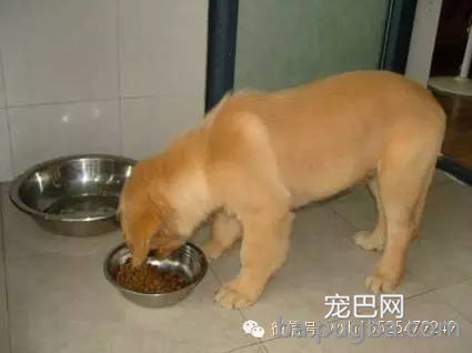 安全的给狗狗更换狗粮-1.jpeg