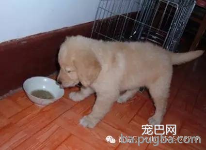 安全的给狗狗更换狗粮-3.jpeg