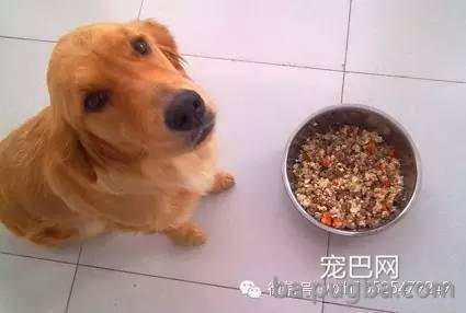 安全的给狗狗更换狗粮-4.jpeg