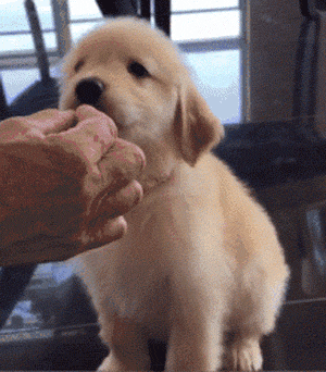 刚断奶的小金毛第一次“吃饭”，心都被你萌化啦！-3.gif