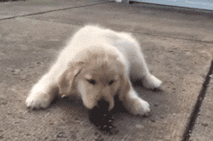 刚断奶的小金毛第一次“吃饭”，心都被你萌化啦！-7.gif