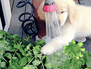 刚断奶的小金毛第一次“吃饭”，心都被你萌化啦！-8.gif