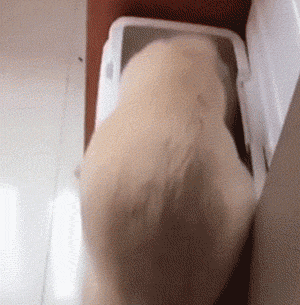 刚断奶的小金毛第一次“吃饭”，心都被你萌化啦！-10.gif