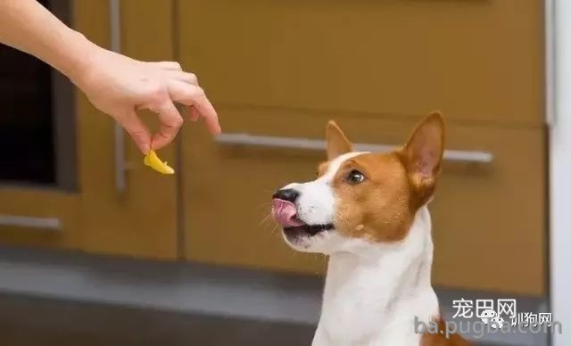 喂它吃零食前，先问自己这 8 个问题-3.jpeg