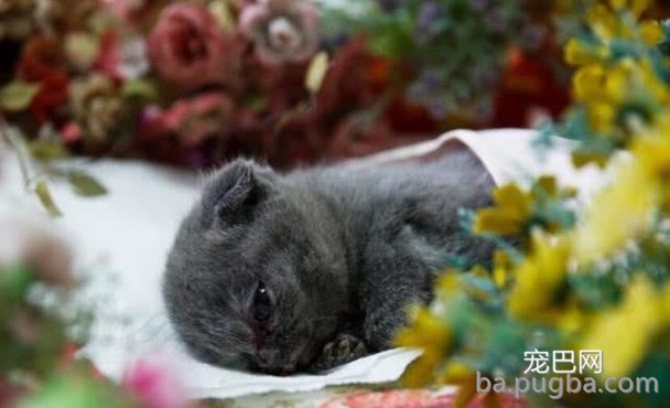 小猫咪突然离世，主人伤心带去火化，看到推出的骨灰眼眶湿润了-1.jpeg