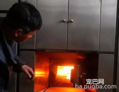 小猫咪突然离世，主人伤心带去火化，看到推出的骨灰眼眶湿润了-3.jpg