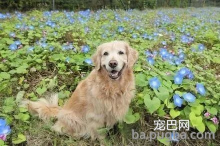 狗狗去世后，主人用它留下的狗毛“复刻”了一个它...-1.jpeg