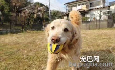 狗狗去世后，主人用它留下的狗毛“复刻”了一个它...-5.jpeg