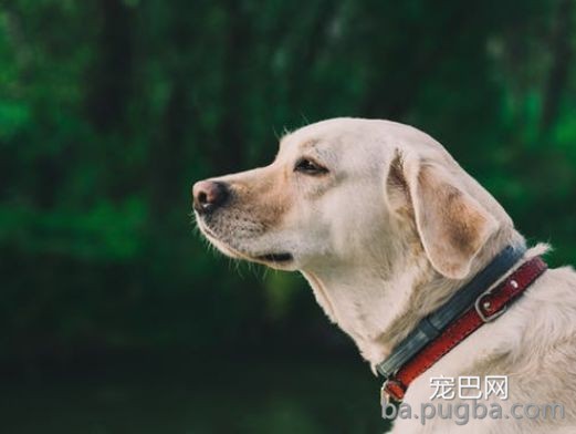导盲犬乘坐公交被拒:你要带狗上,我就不开车!-3.jpeg