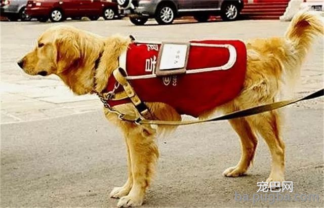 导盲犬乘坐公交被拒:你要带狗上,我就不开车!-1.jpeg