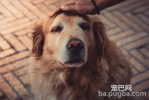 导盲犬乘坐公交被拒:你要带狗上,我就不开车!-2.jpeg