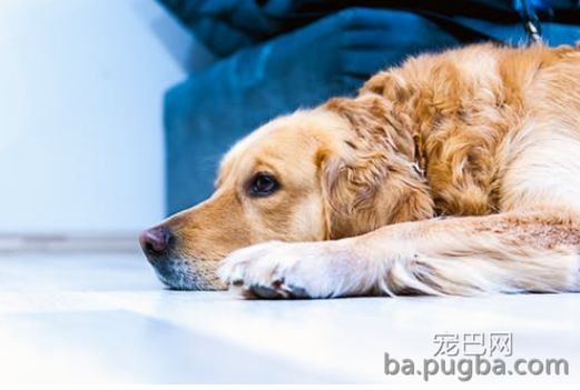 导盲犬乘坐公交被拒:你要带狗上,我就不开车!-4.jpeg