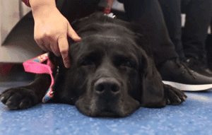 导盲犬乘坐公交被拒:你要带狗上,我就不开车!-6.gif