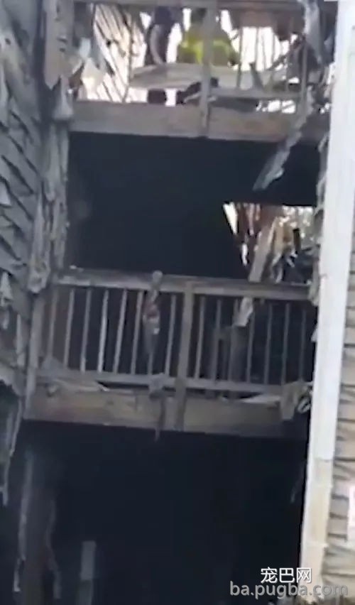 狗狗被困大火中，就在人们以为它生存无望时竟然奇迹生还！-5.jpg
