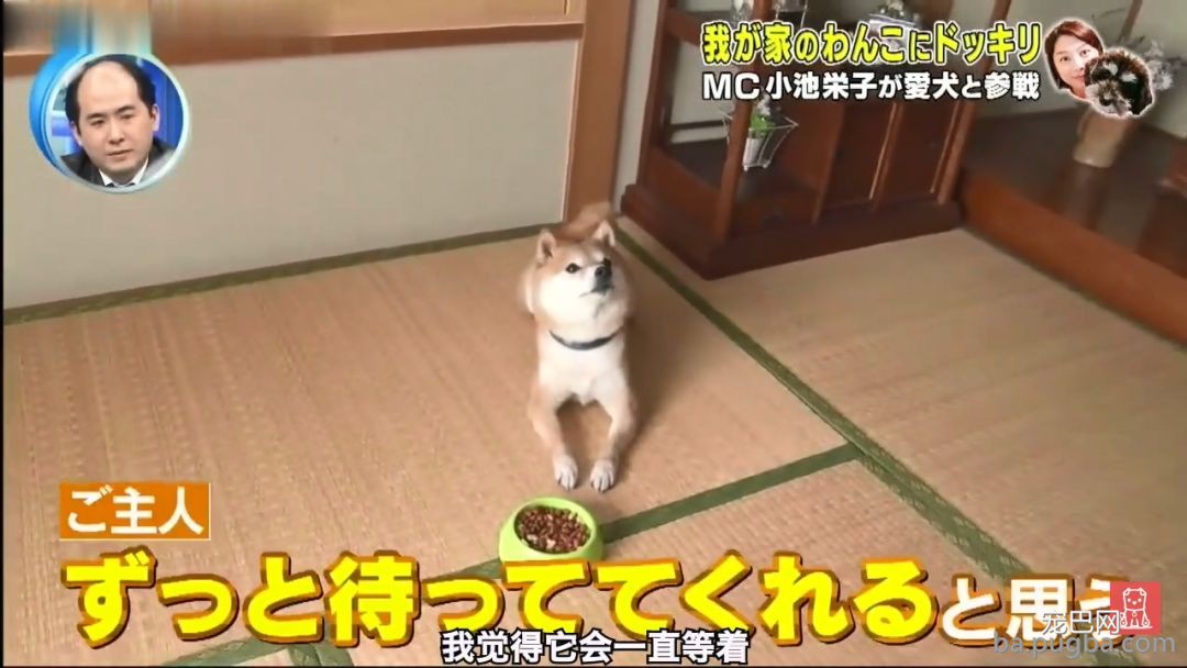 残忍测试丨高级牛肉诱惑！主人不在场狗狗能忍住吗？-3.jpeg