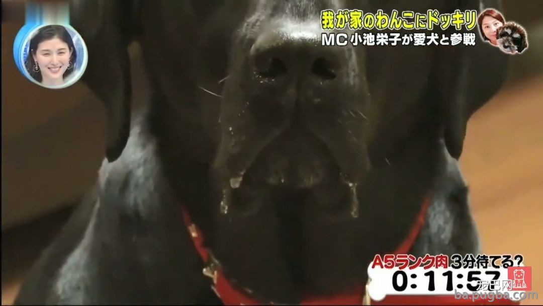 残忍测试丨高级牛肉诱惑！主人不在场狗狗能忍住吗？-13.jpeg