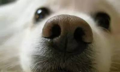 狗狗给人类带来的10大好处，你都知道吗？-5.jpeg