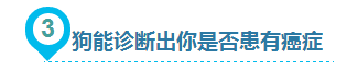 狗狗给人类带来的10大好处，你都知道吗？-4.png