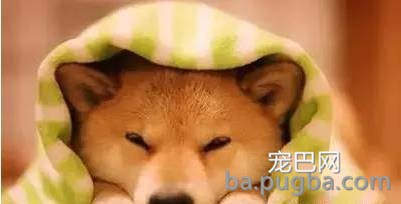 狗狗给人类带来的10大好处，你都知道吗？-17.jpeg