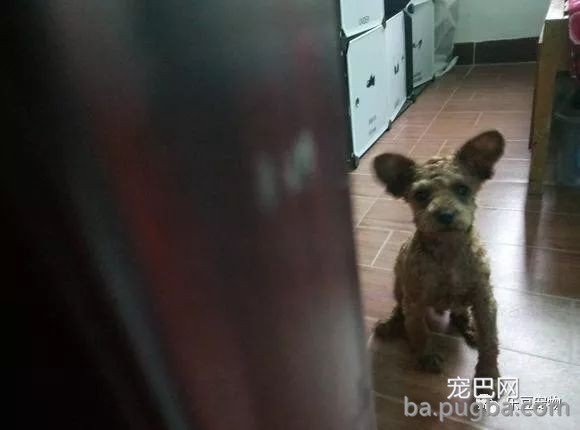泰迪不纯是它的错吗？不纯就扔掉，我还真就不服！-3.jpeg