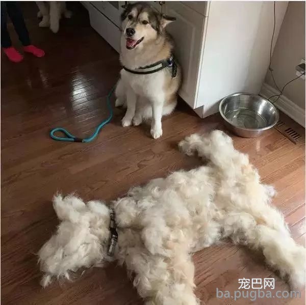 铲屎官给阿拉梳毛，越梳越觉得的惊悚：家里又多了一条狗？-1.jpeg