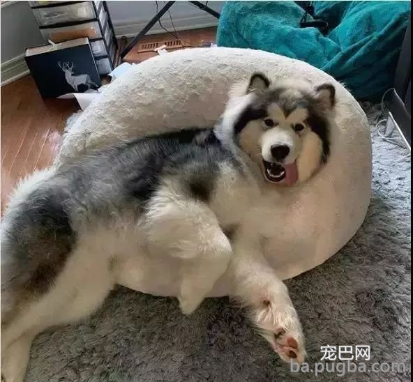 铲屎官给阿拉梳毛，越梳越觉得的惊悚：家里又多了一条狗？-2.jpeg