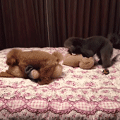 万万没想到，这5种呆萌可爱的动物竟然都是色魔！-6.gif