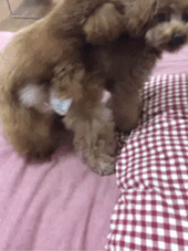 万万没想到，这5种呆萌可爱的动物竟然都是色魔！-7.gif