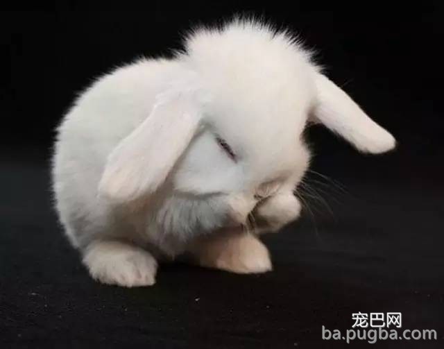 万万没想到，这5种呆萌可爱的动物竟然都是色魔！-11.jpeg