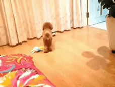 万万没想到，这5种呆萌可爱的动物竟然都是色魔！-10.gif