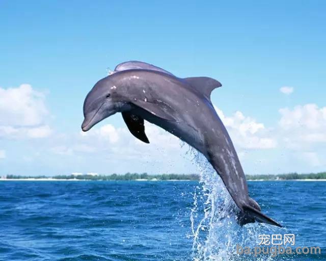 万万没想到，这5种呆萌可爱的动物竟然都是色魔！-16.jpeg