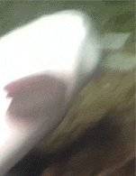 万万没想到，这5种呆萌可爱的动物竟然都是色魔！-20.gif