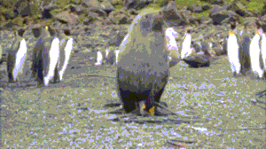 万万没想到，这5种呆萌可爱的动物竟然都是色魔！-25.gif