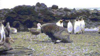 万万没想到，这5种呆萌可爱的动物竟然都是色魔！-26.gif