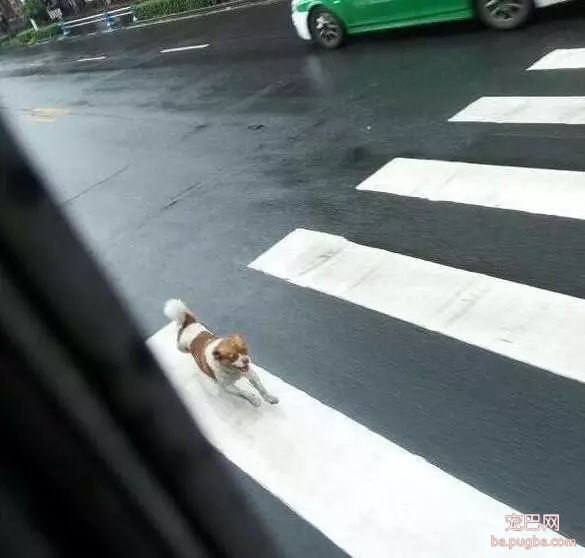 狗狗追着公车一路狂奔，主人却狠心不理，得知真相后让人痛心……-2.jpeg