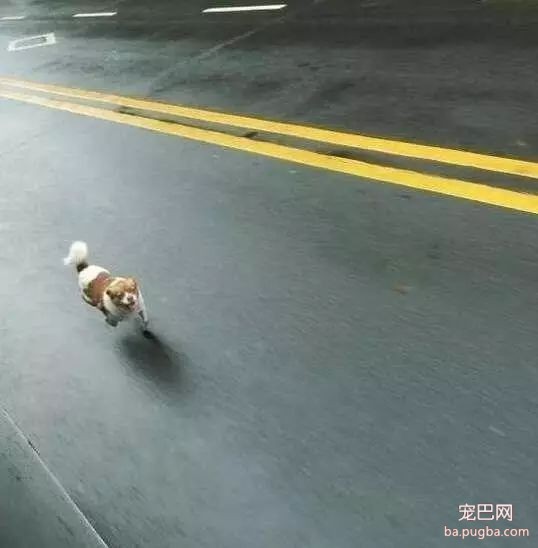 狗狗追着公车一路狂奔，主人却狠心不理，得知真相后让人痛心……-1.jpeg