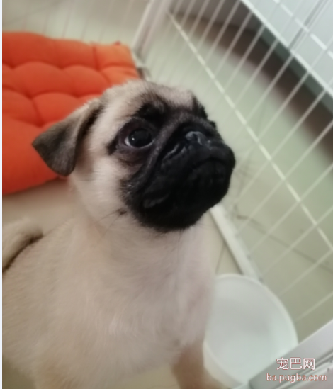 可爱的家伙