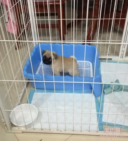 拉