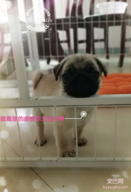 朦胧美