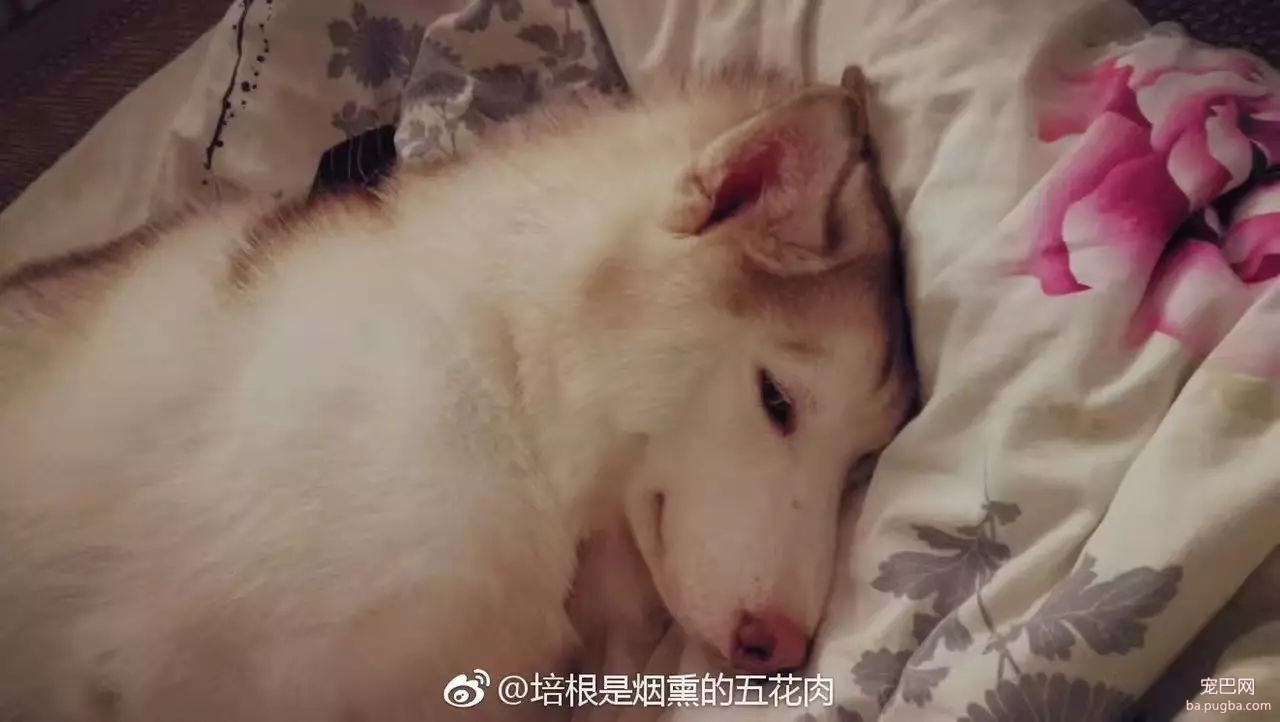 培根，你这么怂对得起你的血统吗？-4.jpeg