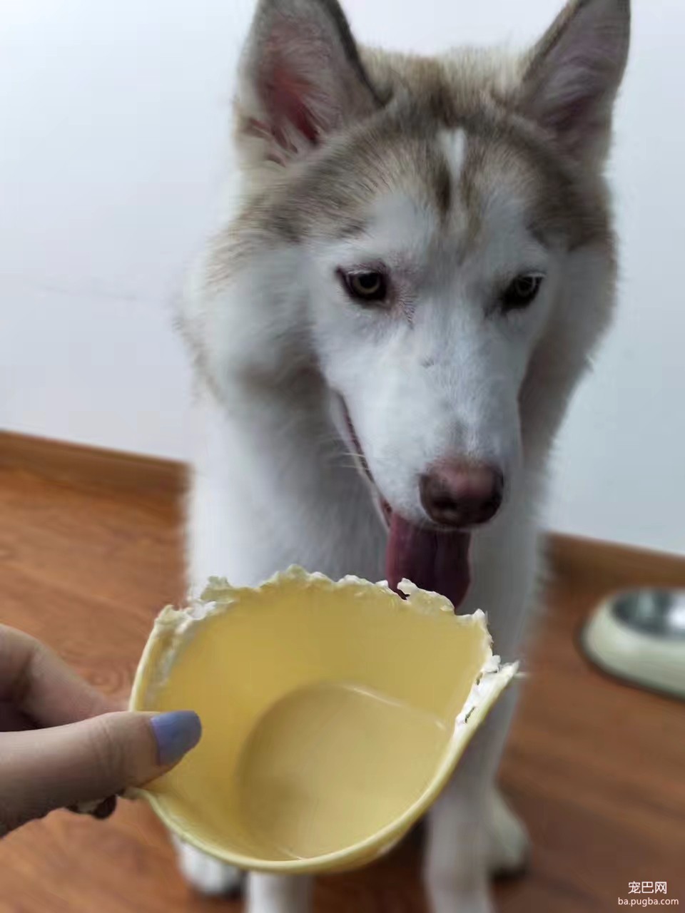 培根，你这么怂对得起你的血统吗？-11.jpeg