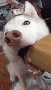 培根，你这么怂对得起你的血统吗？-12.gif