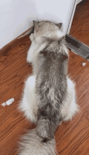 培根，你这么怂对得起你的血统吗？-13.gif